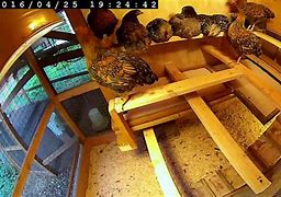 Image result for Space for Chicken Roost