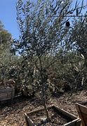 Image result for Mission Olive Tree Bear Fruit