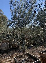 Image result for Most Cold-Hardy Olive Tree Mission