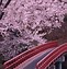 Image result for cherry blossom wallpaper