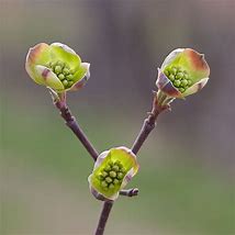 Image result for Flowering Dogwood Roots