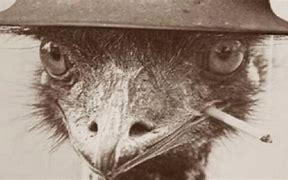 Image result for Great Emu War for Kids