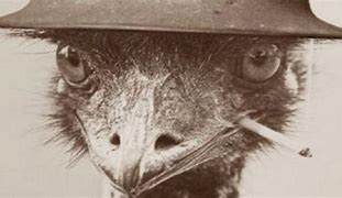 Image result for Great Emu War