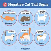 Image result for Cat Tail Hanging Down