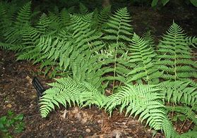 Image result for Marginal Wood Fern