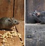 Image result for Mause Vs. Rat