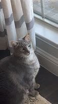 Image result for Munchkin Cat Gray Tabby