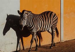 Image result for Zebra Shadow