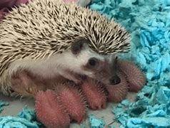 Image result for Baby Hedgehog