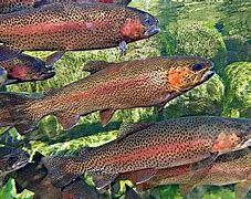 Image result for Trout Swimming