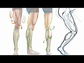 Image result for Muscle Refrences