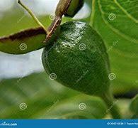 Image result for Guava Twigs