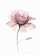 Image result for Dusty Rose Vega