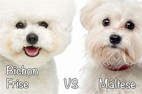 Image result for Bichon Maltese