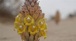 Image result for Desert Hyacinth