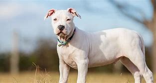 Image result for Albino Pitbull