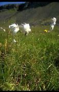 Image result for Arctic Tundra Habitat