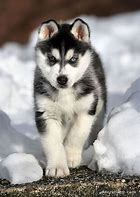 Image result for Husky Iberico