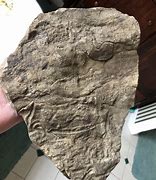 Image result for Worm Fossil