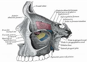 Image result for Pterygoid Plate