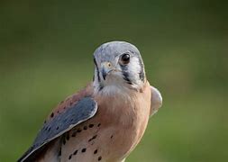 Image result for Kestrel Chicken