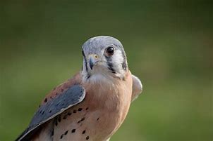 Image result for Kestrel Similar