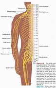 Image result for Thoracic Spinal Nerves Chart