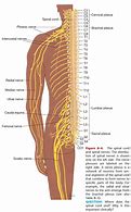 Image result for Vertebral Column and Spinal Nerves