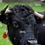 Image result for Baby Bell Cow