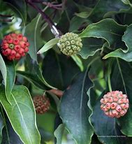 Image result for Cornus Chinensis