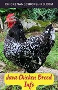 Image result for Java Chicken Breeders