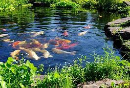 Image result for Beautiful Koi Pond