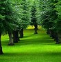 Image result for Tree Design Wallpaper