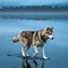 Image result for Husky Dog Background