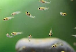 Image result for Newborn Baby Fish