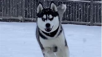 Image result for Proud Husky in the Snow