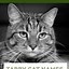 Image result for tabby cat kitten names