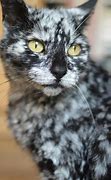 Image result for Marbled Cat