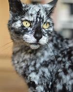 Image result for Marbled Silver and White Cat