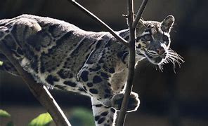 Image result for Melanistic Clouded Leopard