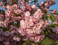 Image result for Prunus Serrulata Pink Perfection