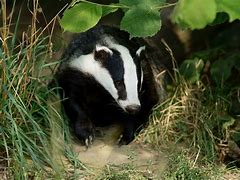 Image result for Badgers in Indiana