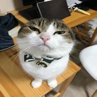 Image result for Face of Wawa Cat