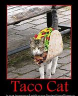 Image result for Taco Cat Costume