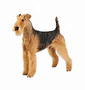 Image result for Popular Small Terrier Breeds