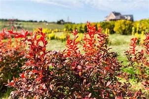 Image result for Barberry Orange Rocket 5 Gal