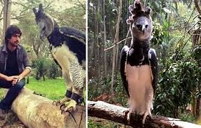 Image result for Harpy Eagle with Person