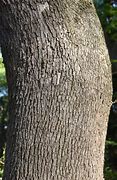 Image result for Camphor Tree Leaves Vector