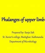 Image result for Upper Extremity Phalanges