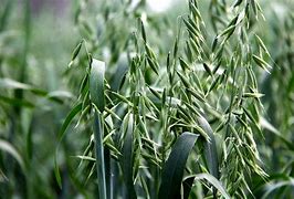 Image result for Oatmeal Plant